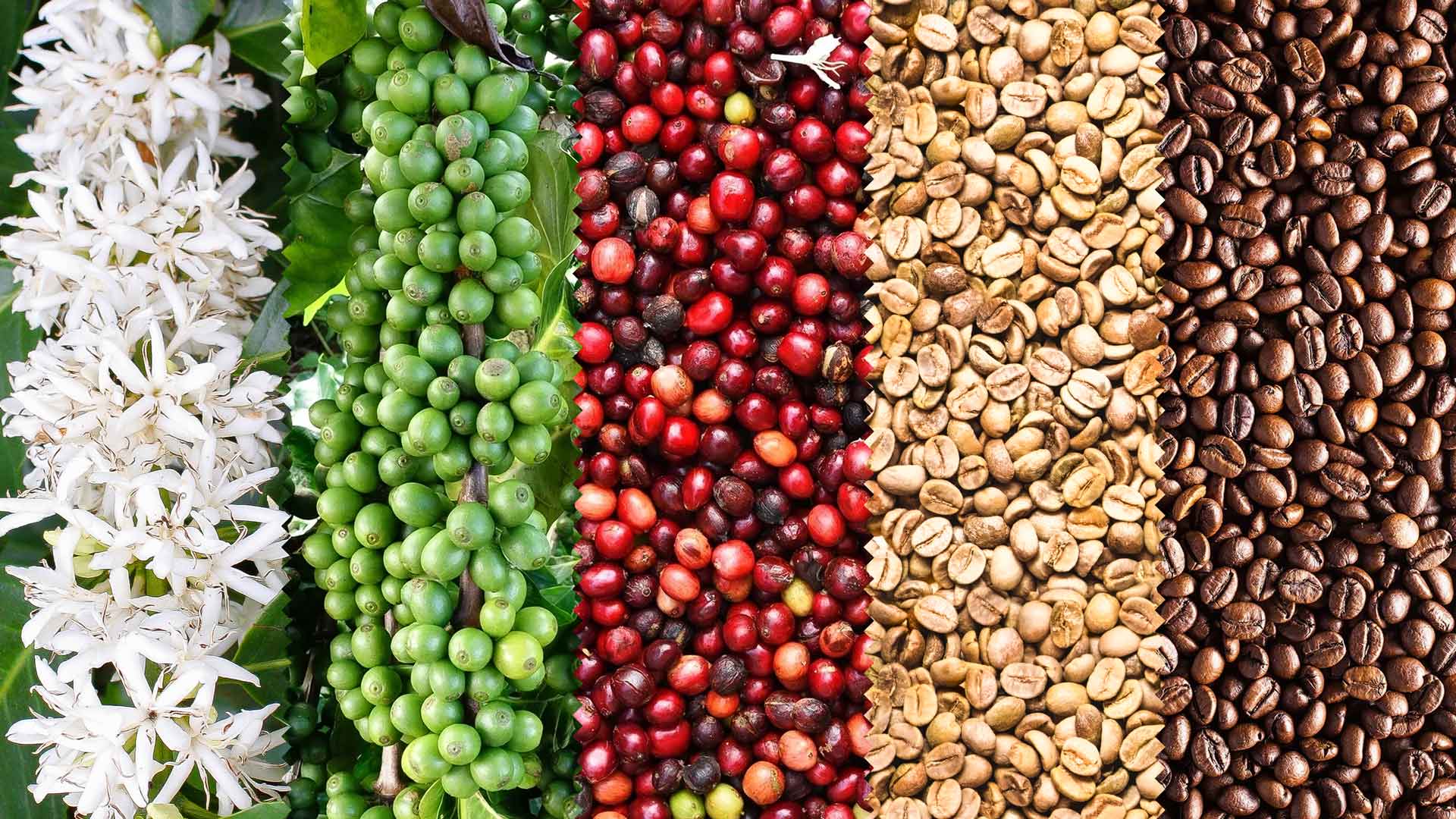Coffee cherry, cascara and mucilage