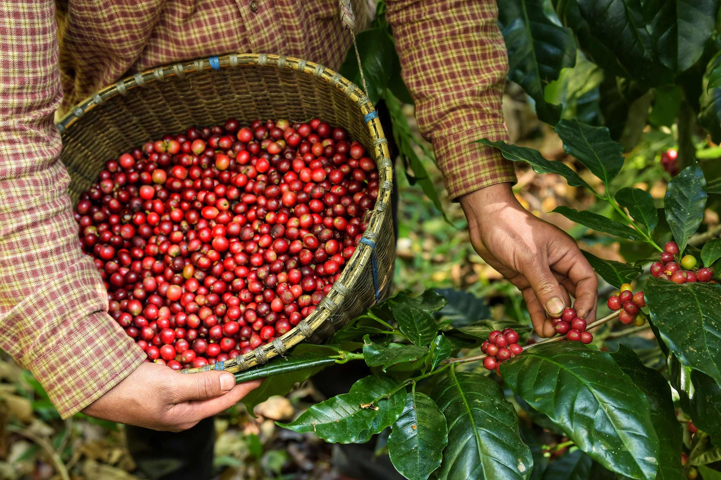 Tasting and field validation