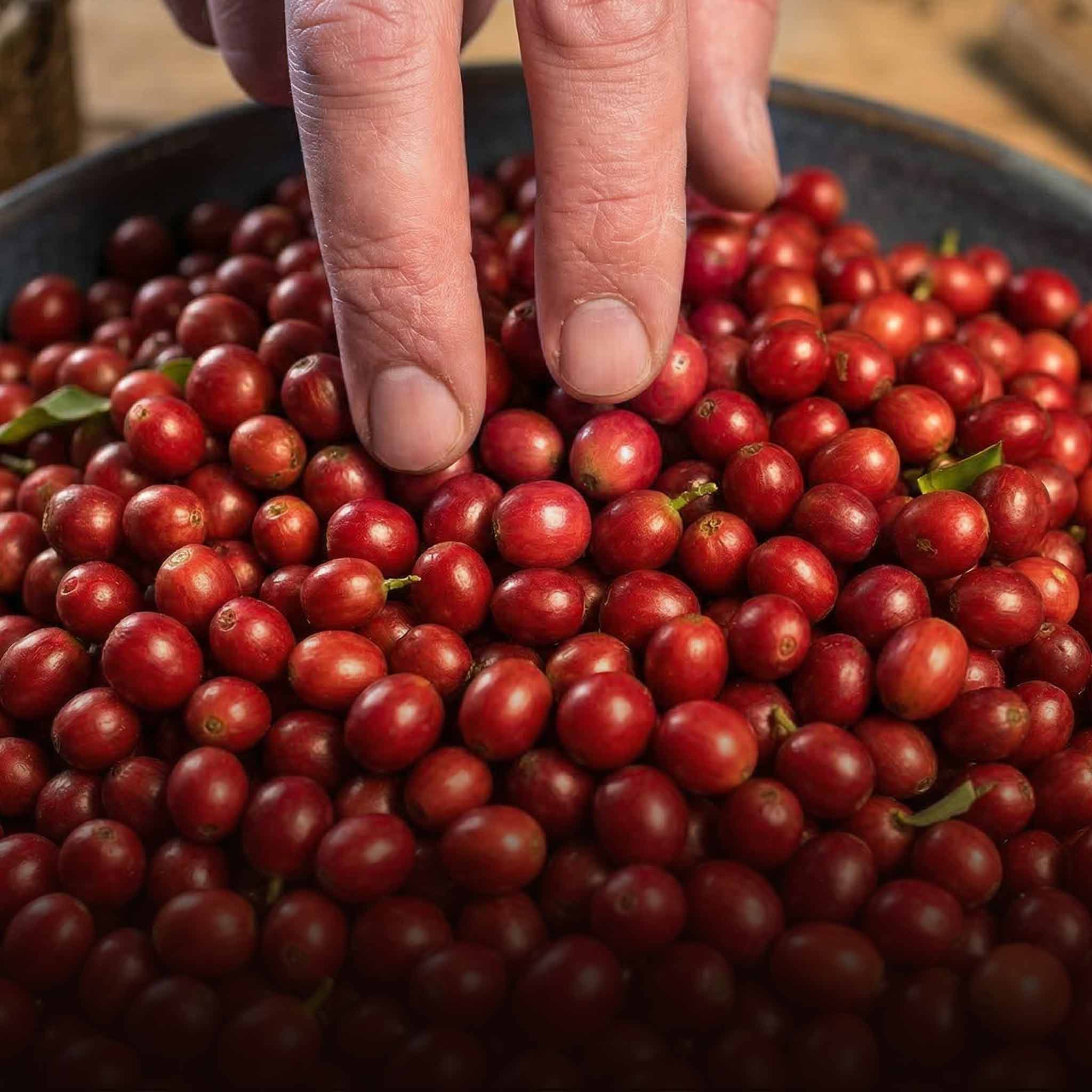 Coffee cherries in agroforestry